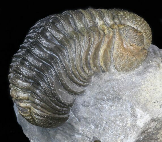 Austerops (Phacops) Trilobite - Multi-Toned Shell #40135